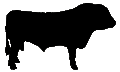 #360 Charolais Bull 1975