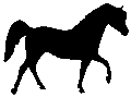 #401 Black Stallion 1981