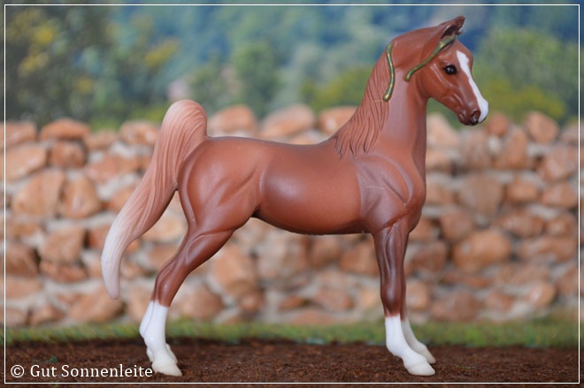 #5904 American Saddlebred - liver chestnut