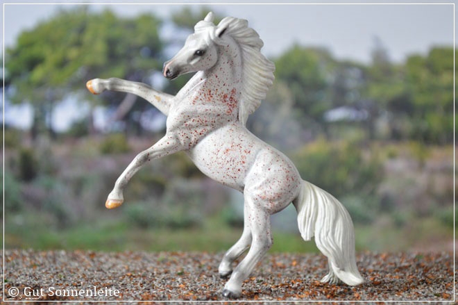 Cust aus dem Rearing Andalusian