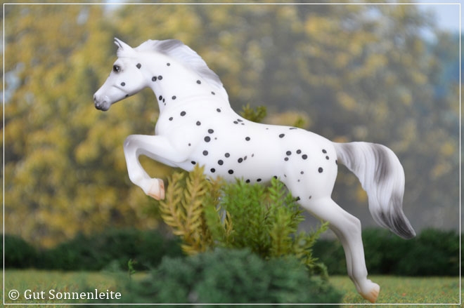 #5906 Jumper - black leopard appaloosa